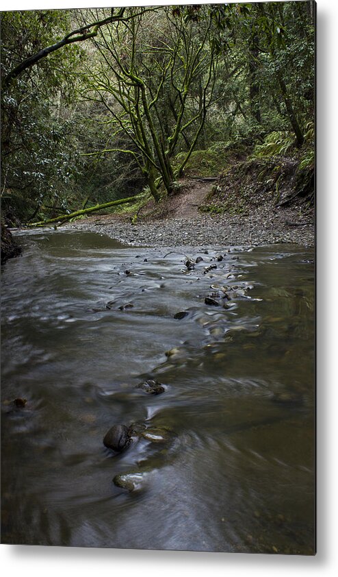 Creek Metal Print featuring the photograph Aptos Creek -- Nisene Marks State Park by Morgan Wright