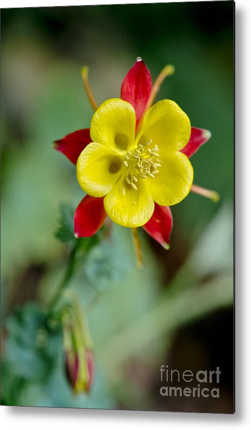 Flowers Metal Print featuring the photograph Aquilegia by Elena Perelman