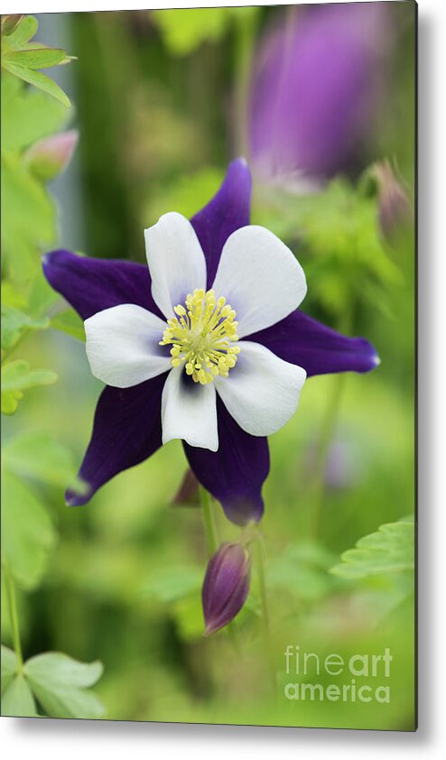 Aquilegia Swan Violet And White Metal Print featuring the photograph Aquilegia Swan Violet and White by Tim Gainey