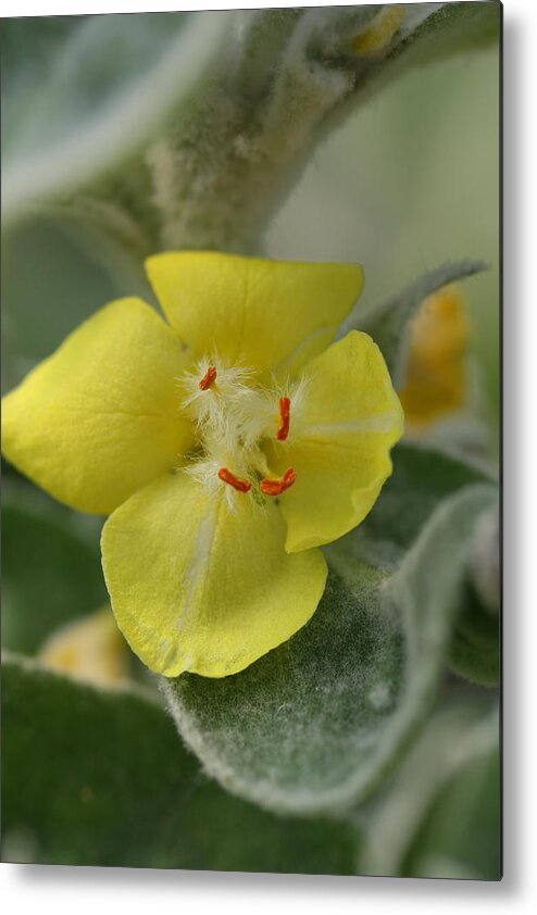 Flower Metal Print featuring the photograph Arctic Summer Mullein by Tammy Pool