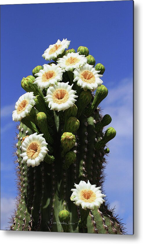 Arizona State Flower- The Saguaro Cactus Flower Metal Print featuring the photograph Arizona State Flower- The Saguaro Cactus Flower by Tom Janca