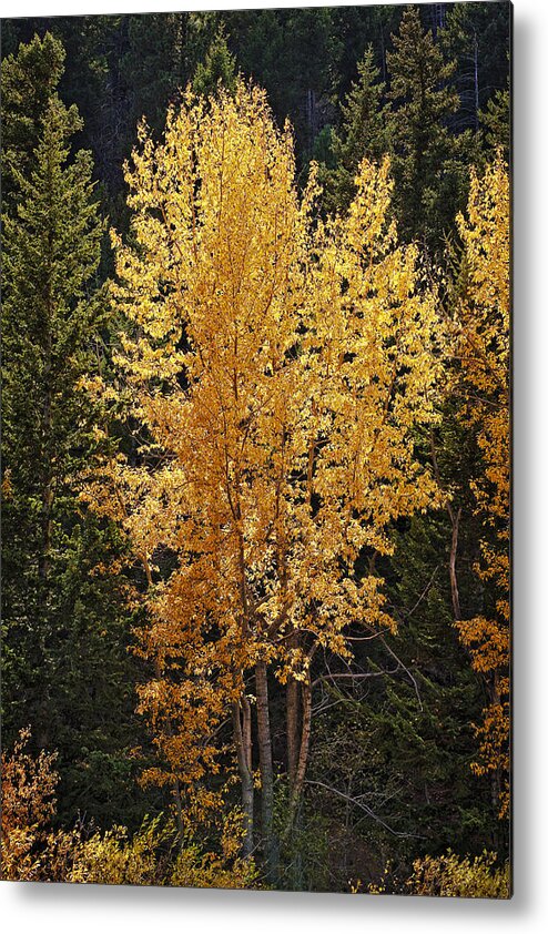 Aspen Metal Print featuring the photograph Aspen Gold by Kelley King