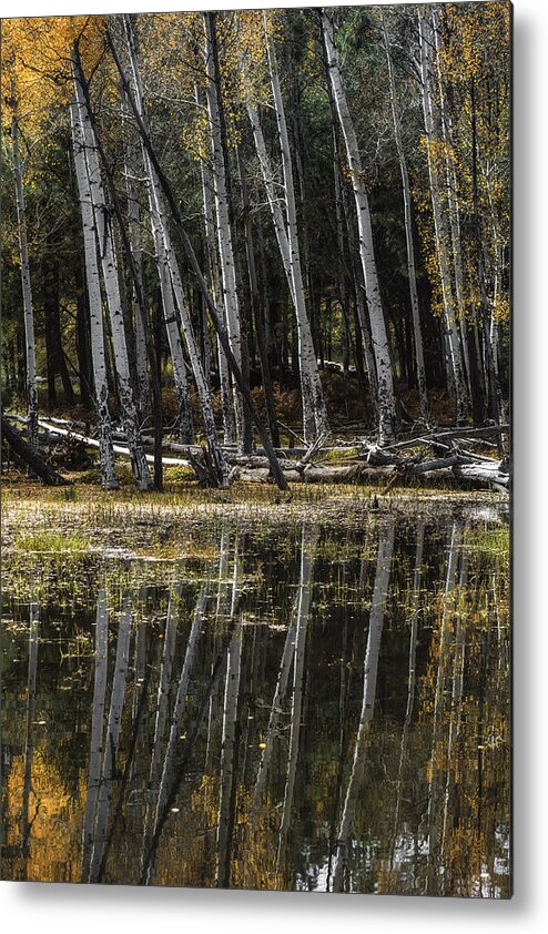 Arizona Metal Print featuring the photograph Aspen Reflection by Michael Newberry