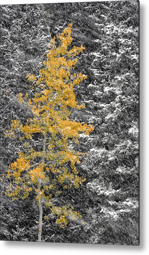 Landscape Metal Print featuring the photograph Aspen Tree in Snow Storm by Brett Pelletier