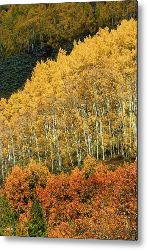 On A Colorado Mountainside Metal Print featuring the photograph Aspen Waves by Dana Sohr