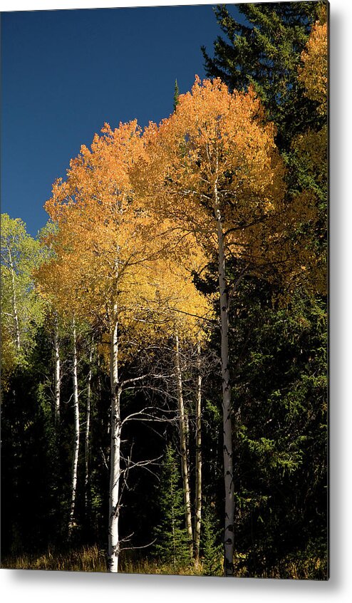 Grand Teton Metal Print featuring the photograph Aspens and Sky by Steve Stuller