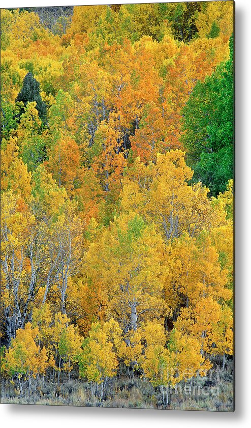 North America Metal Print featuring the photograph Aspens in Fall Eastern Sierras California by Dave Welling
