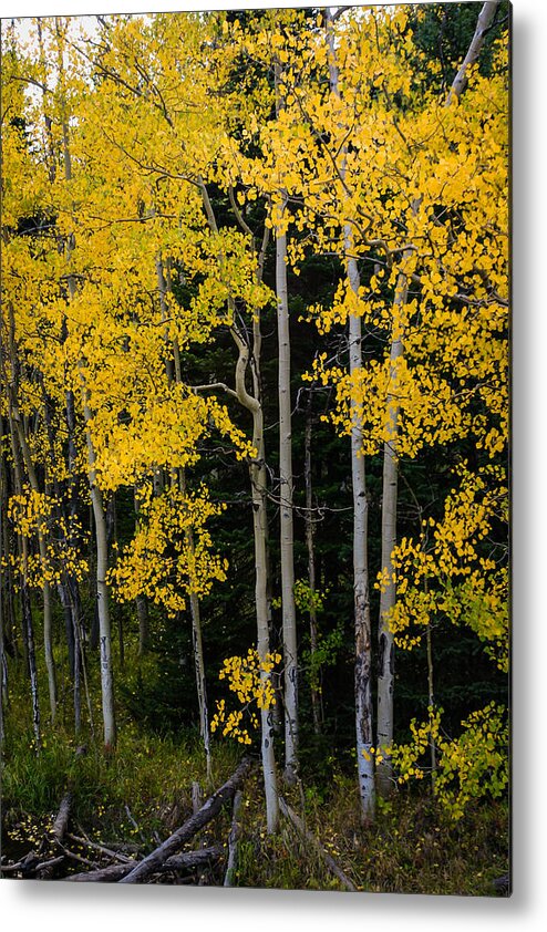 Jay Stockhaus Metal Print featuring the photograph Aspens by Jay Stockhaus