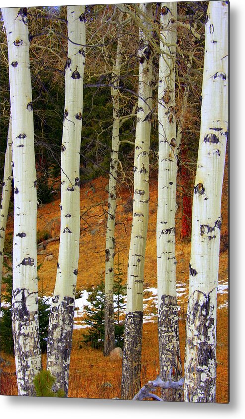 Aspens Metal Print featuring the photograph Aspens of white by Julie Lueders 