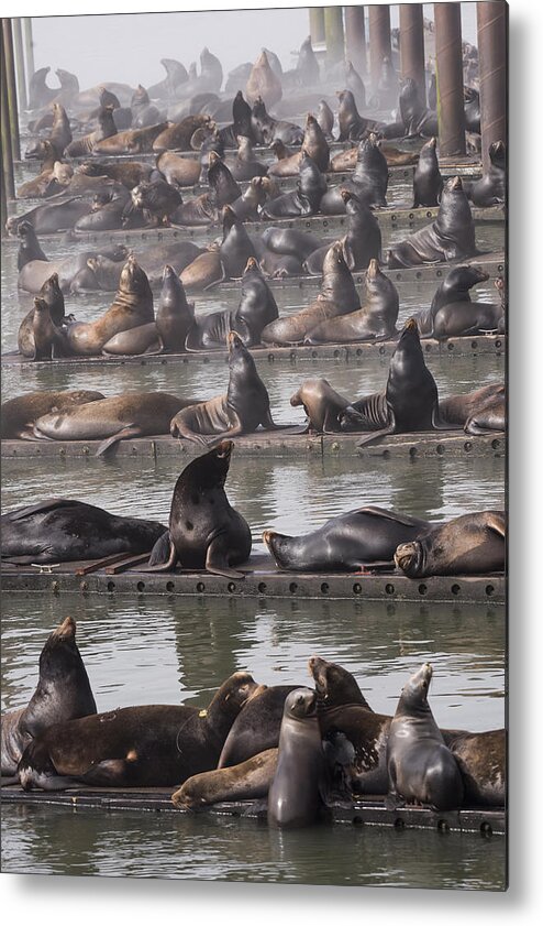 Animals Metal Print featuring the photograph Astoria Sea Lions by Robert Potts