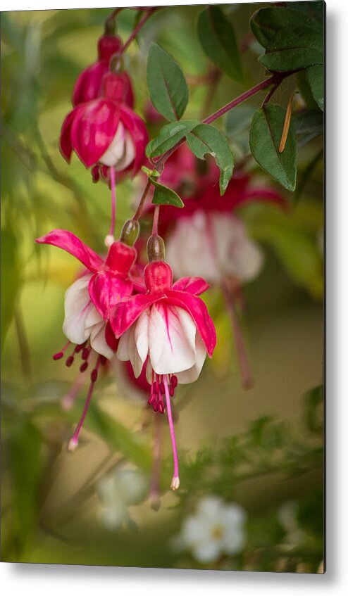 Fuchsia Metal Print featuring the photograph Evening Light by Marilyn Wilson