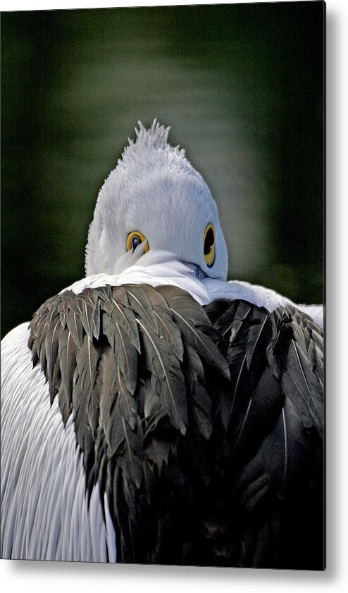  Metal Print featuring the photograph Australian Pelican by Tony Brown