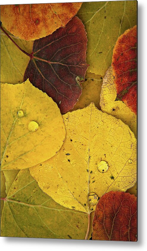 Colorado Metal Print featuring the photograph Autumn Aspen Leaves by Joseph Rossbach