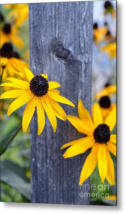 Autumn; Flowers; Flower; Colorful; Colors; Wood; Yellow; Nature; Natural; Fall; Bright; Vibrant; Still; Cheerful; Sabine Jacobs; Metal Print featuring the photograph Autumn Flowers Yellow by Sabine Jacobs