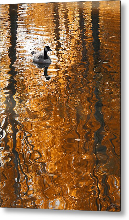 Autumn Metal Print featuring the photograph Autumn Goose Reflection by Brett Pelletier