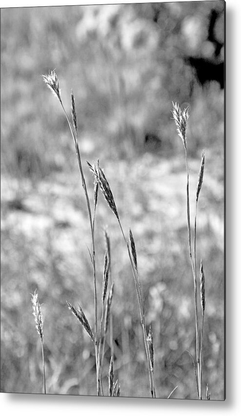 Autumn Metal Print featuring the photograph Autumn Grasses by Robert Meyers-Lussier