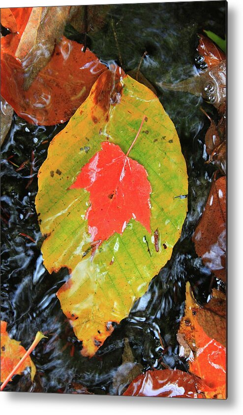 Forest Metal Print featuring the photograph Autumn Leaves in Stream by John Burk