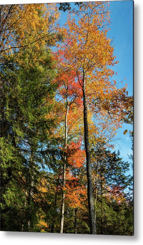 Autumn Metal Print featuring the photograph Autumn Trees by Barry Wills