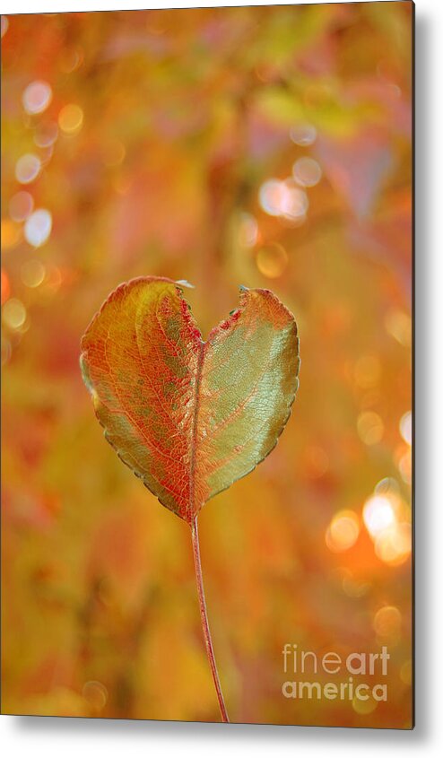 Heart Metal Print featuring the photograph Autumn's Golden Splendor by Debra Thompson