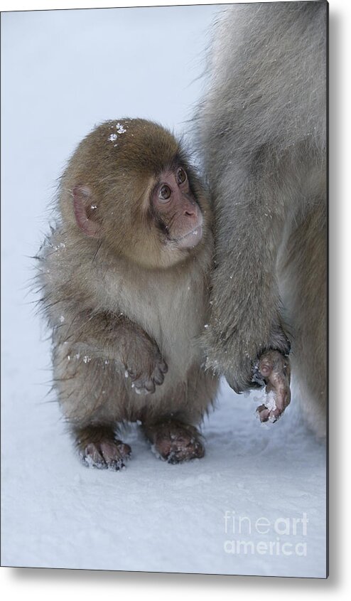 Japanese Macaque Metal Print featuring the photograph Baby Snow Monkey by Jean-Louis Klein & Marie-Luce Hubert