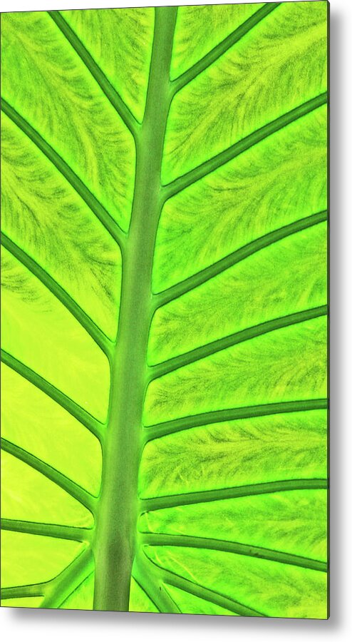 Back-lit Green Tropical Leaf Stem And Ribs Various Shades Of Green Metal Print featuring the photograph Back-lit Green Tropical Leaf Stem and Ribs Various Shades of Green 2 10232017 Colorado by David Frederick