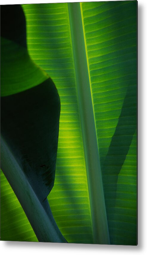 Banana Leaf Metal Print featuring the photograph Backlit Banana Leaves by Bob Coates