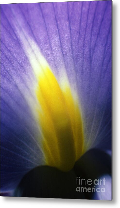 Rick Bures Metal Print featuring the photograph Backlit Iris Flower Petal Close Up Purple and Yellow by Rick Bures