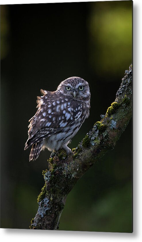Little Owl Metal Print featuring the photograph Backlit Little Owl by Pete Walkden