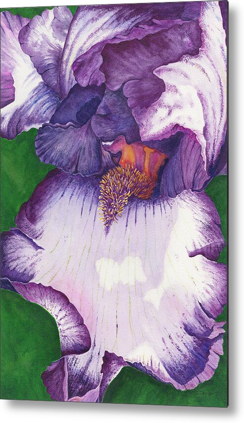 Iris Metal Print featuring the painting Backyard Beauty by Lori Taylor
