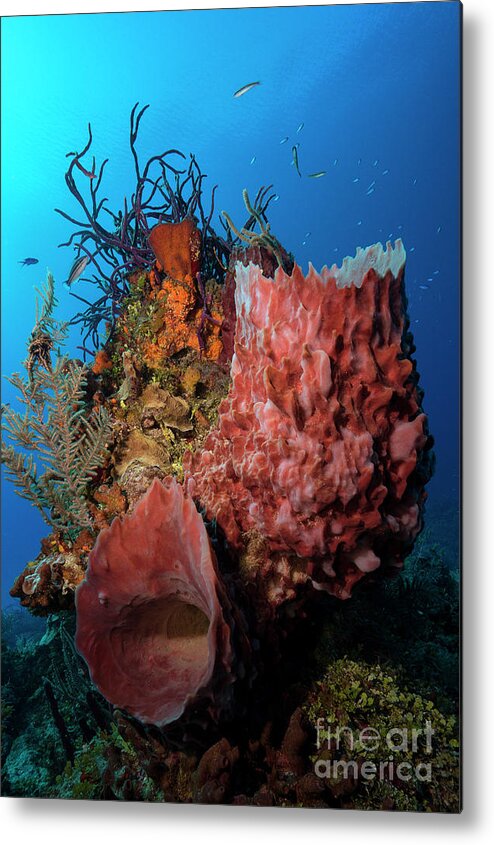 Barrel Sponge Metal Print featuring the photograph Bahamian Reef by Aaron Whittemore