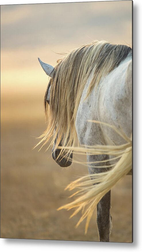 Horse Metal Print featuring the photograph Band Stallion Sunrise by Kent Keller