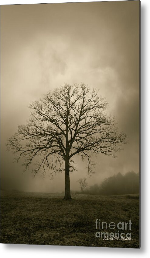 Tree Metal Print featuring the photograph Bare Tree And Clouds by David Gordon