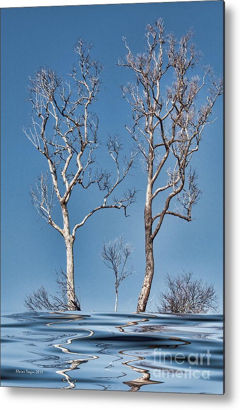 Tree Metal Print featuring the photograph Bare Tree Reflections by Elaine Teague