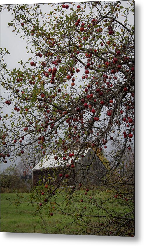 Landscape Metal Print featuring the photograph Barn in Autumn by Michael Friedman