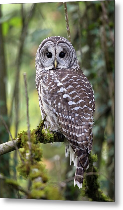 Barred Owl Metal Print featuring the photograph Barred Owl Strix varia Closeup by Michael Russell