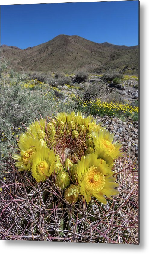 Anza-borrego Desert Metal Print featuring the photograph Barrel Cactus Super Bloom by Peter Tellone