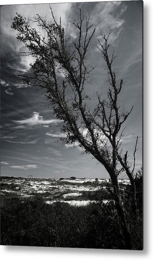 Sand Metal Print featuring the photograph Beach Tree by George Taylor