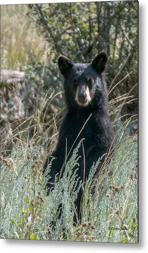 Black Bear Metal Print featuring the photograph Bear Cub At Waterton Canyon by Stephen Johnson