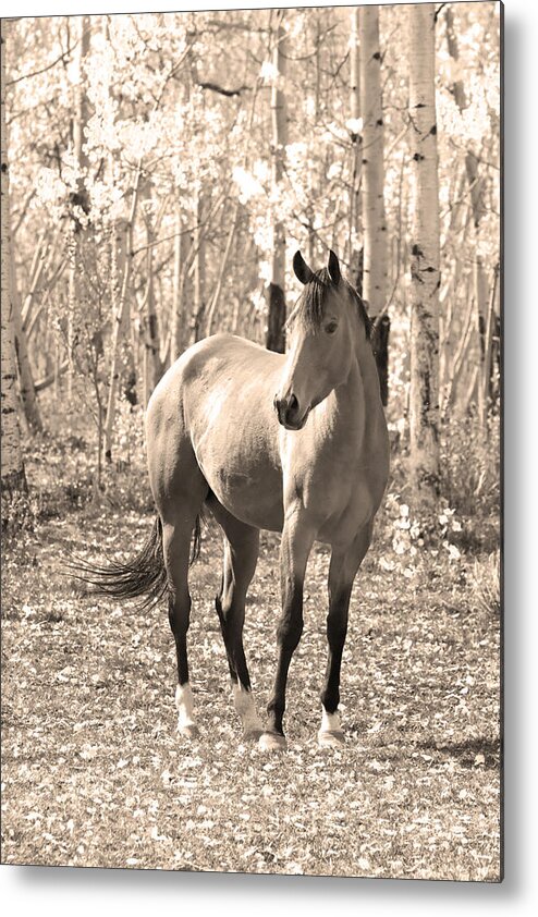 Horse Metal Print featuring the photograph Beautiful Horse In Sepia by James BO Insogna