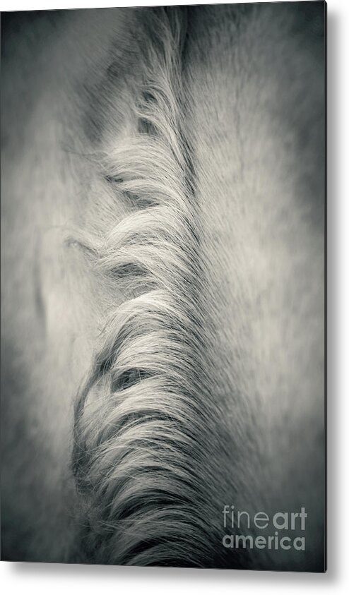 Horse Metal Print featuring the photograph Beautiful Lonely White Horse IV by Dimitar Hristov