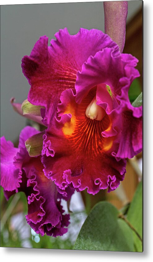 Botanical Metal Print featuring the photograph Beautiful Orchid by Alana Thrower