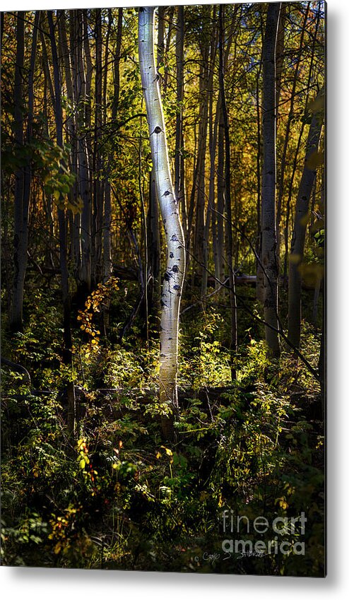 Beartooth Metal Print featuring the photograph Beaver Aspen Grove by Craig J Satterlee