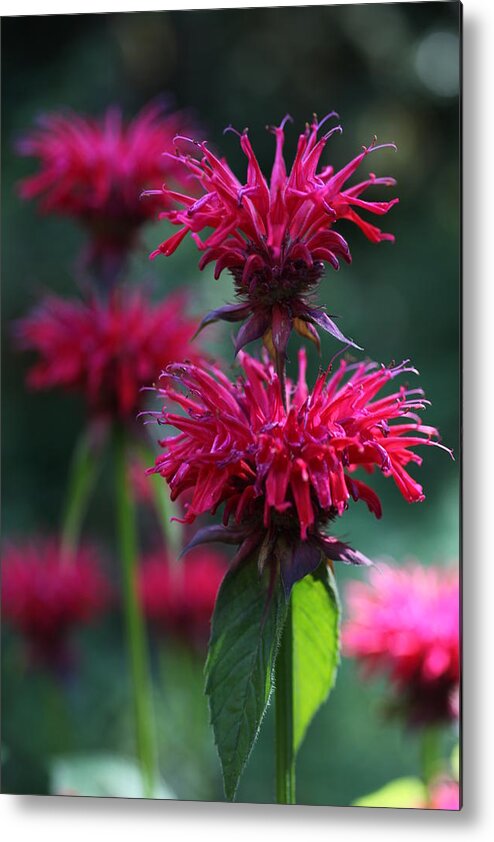 Flower Metal Print featuring the photograph Bee Balm Monarda by Tammy Pool