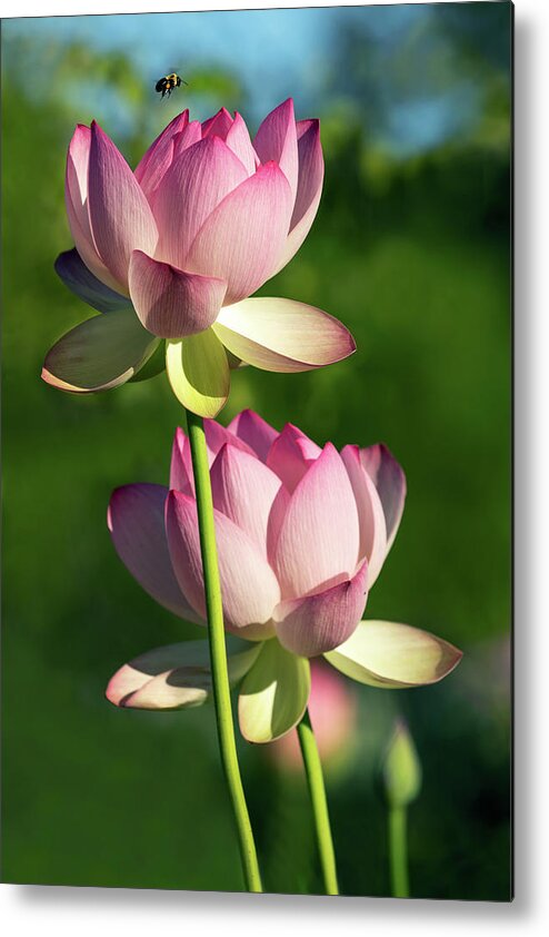 Lotus Metal Print featuring the photograph Bee Makes Three by Art Cole