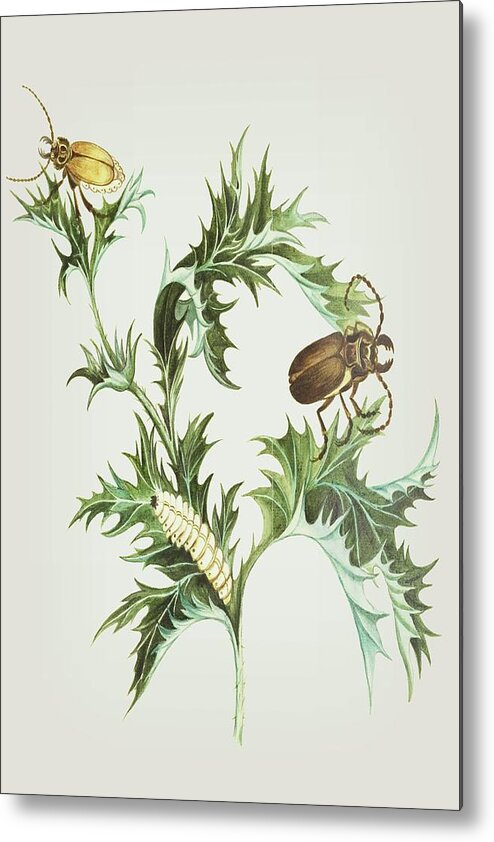 Beetles Metal Print featuring the mixed media Beetles With Larvae On A Thistle by Cornelis Markee 1763 by Movie Poster Prints
