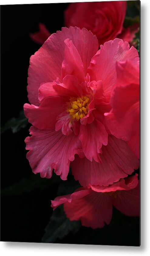 Flower Metal Print featuring the photograph Begonia by Tammy Pool