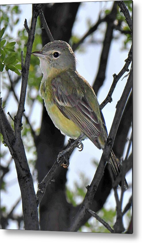 Bird Metal Print featuring the photograph Bell's Vireo by Alan Lenk