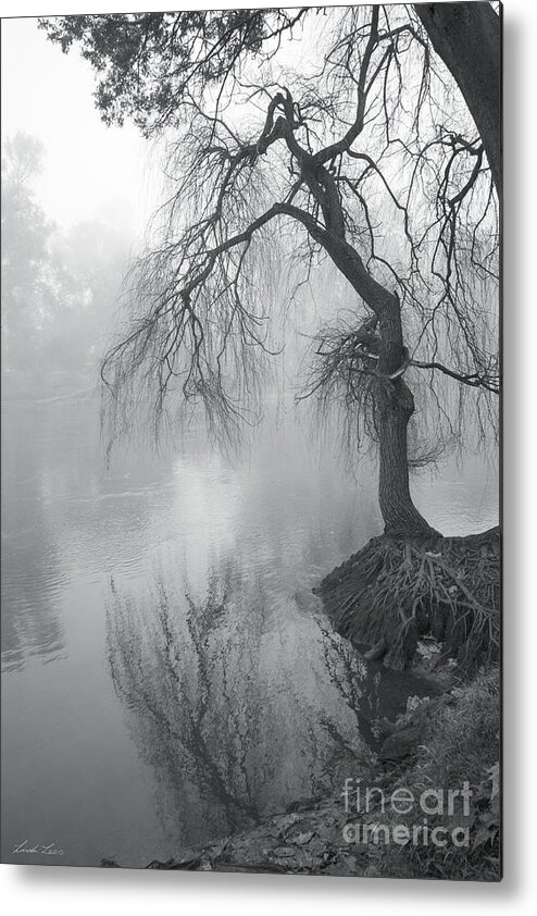 Tree Metal Print featuring the photograph Bent with Gentleness and Time by Linda Lees