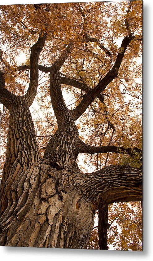 Giant Metal Print featuring the photograph Big Tree by James BO Insogna