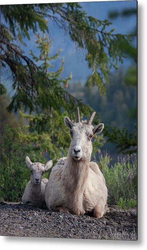 Mark Miller Photos Metal Print featuring the photograph Bighorn Sheep Family by Mark Miller